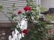 Close-up of a vibrant rose bush with red blooms against the backdrop of a white house at 744 Gilbert Ave, Indianapolis, IN 46227