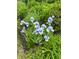 Close-up of vibrant blue irises in a lush garden setting at 12739 Kiawah Dr, Carmel, IN 46033