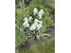 Close-up of white irises in a lush garden setting at 12739 Kiawah Dr, Carmel, IN 46033