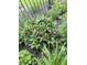 A vibrant green plant life at 12739 Kiawah Dr, Carmel, IN 46033