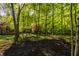 Serene wooded backyard with mature trees providing ample shade and privacy at 7406 N Washington Blvd, Indianapolis, IN 46240