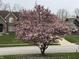 Yard view features mature magnolia tree, lawn and view of the home at 11536 Woods Bay Ln, Indianapolis, IN 46236