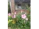 Beautiful flower garden featuring vibrant pink hibiscus and yellow daisies near a brick building at 3745 Winthrop Ave, Indianapolis, IN 46205