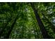 A dense forest provides a lush green canopy, creating a private and natural setting at 35 Osage Ct, Columbus, IN 47201