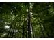 Beautiful lush trees surrounding a home, providing shade and privacy at 35 Osage Ct, Columbus, IN 47201