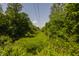 Heavily vegetated area featuring tall trees, lush undergrowth, and utility poles at 535 W 93Rd St, Indianapolis, IN 46260