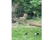 Inviting backyard featuring lush greenery, curious deer, and relaxed cats at 4419 Liberty Loop Rd, Martinsville, IN 46151