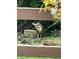 Charming snapshot of a deer, framed by a wooden fence and colorful floral display at 4419 Liberty Loop Rd, Martinsville, IN 46151