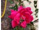 Close-up image of a vivid pink flower in full bloom, showcasing its beauty and detail at 6538 N Tutterow Rd, Monrovia, IN 46157