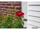 Close-up shot of a vibrant red rose blooming amidst lush green foliage, adding a touch of natural beauty at 6105 Franklin Villas Way, Indianapolis, IN 46237
