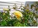 Close-up of vibrant yellow roses with lush green foliage, adding natural beauty to the landscape at 6105 Franklin Villas Way, Indianapolis, IN 46237