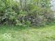 View of wooded backyard with foliage and trees at 11898 N 200 W, Fountaintown, IN 46130