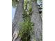 Majestic old-growth tree featuring a unique bark texture and lush greenery at 409 Parkway St, Whiteland, IN 46184