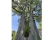 Magnificent, towering tree with strong branches, vibrant green leaves, and a birdhouse at 409 Parkway St, Whiteland, IN 46184