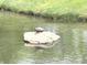 Close-up of a turtle resting on a rock in the pond, showcasing the property's natural ecosystem and wildlife at 7823 Ashtree Dr, Indianapolis, IN 46259
