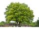 Street view of lush trees and a sidewalk near an apartment building at 7443 Country Brook Dr, Indianapolis, IN 46260