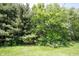 Lush wooded area showcasing mature trees and natural foliage, creating a serene and private setting at 11423 Atlantic Rd, Fortville, IN 46040