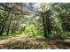 Sunlight filters through the trees in this peaceful wooded area, creating a tranquil setting at 11423 Atlantic Rd, Fortville, IN 46040