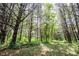 Lush green undergrowth and towering trees create a picturesque wooded landscape at 11423 Atlantic Rd, Fortville, IN 46040