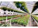 Greenhouse interior with rows of flowering plants and hanging baskets, creating a vibrant garden space at 3533 Alexandria Pike, Anderson, IN 46012