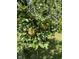 Close-up of an apple tree with ripe red apples hanging among the lush green leaves in summer at 7380 N 225 W, Lebanon, IN 46052