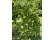 Close-up of an apple tree with ripe green apples hanging among the lush green leaves in summer at 7380 N 225 W, Lebanon, IN 46052