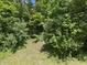 Lush green backyard with mature trees, shrubbery and plenty of space for outdoor activities at 3587 Lower Patton Park Rd, Martinsville, IN 46151