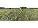 Expansive grassy pasture showcasing lush greenery and open space, ideal for agricultural or recreational use at 3840 W 38Th St, Anderson, IN 46011