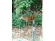 Backyard view through a chain link fence shows a deer eating in the woods at 5654 Paradise Dr, Martinsville, IN 46151