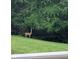 Deer standing in a lush, green lawn near trees at 600 Old Moore Rd, Martinsville, IN 46151