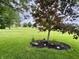 Well-maintained backyard with mature trees, lush green grass, and professionally landscaped flower beds at 12656 Cerromar Ct, Carmel, IN 46033