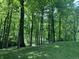Plush, wooded backyard with mature trees and a winding driveway at 5530 Shawnee Trail South Dr, Indianapolis, IN 46220