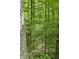 Serene wooded area with tall trees and dense foliage, creating a peaceful and natural setting at 2034 Dynasty Ridge Rd, Martinsville, IN 46151
