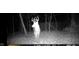 A majestic deer in the backyard caught on a night vision trail camera at 2246 E Yellowwood Ln, Martinsville, IN 46151