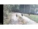 Two turkeys walking down a gravel driveway near the property at 2246 E Yellowwood Ln, Martinsville, IN 46151