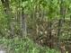 Wooded backyard featuring a dense forest of trees and underbrush, offering privacy at 3042 S Conservation Club Rd, Morgantown, IN 46160