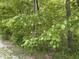 Lush trees and shrubbery surround a utility pole and box, situated near the home's border at 3042 S Conservation Club Rd, Morgantown, IN 46160