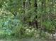 Shady backyard, dense with trees and undergrowth, creating a secluded natural haven at 3042 S Conservation Club Rd, Morgantown, IN 46160