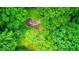 Aerial view showcasing a backyard with lush greenery and a fire pit at 6125 N Olney St, Indianapolis, IN 46220