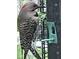 Close up of a woodpecker at a bird feeder at 8144 Grassy Meadow Cir, Indianapolis, IN 46259