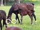 Horse eating grass in a grassy field at 8144 Grassy Meadow Cir, Indianapolis, IN 46259