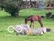 A beautiful brown foal stands in a lush green field, next to a tree stump at 8144 Grassy Meadow Cir, Indianapolis, IN 46259