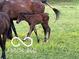 A beautiful brown foal walks in the pasture with a mature horse and yellow wildflowers at 8144 Grassy Meadow Cir, Indianapolis, IN 46259