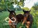 A pair of beautiful brown horses in a luscious pasture at 8144 Grassy Meadow Cir, Indianapolis, IN 46259