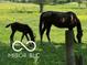 A beautiful brown foal and mature horse graze in a lush green field at 8144 Grassy Meadow Cir, Indianapolis, IN 46259