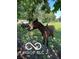 Pastoral scene of horses grazing in a lush pasture, creating a serene and inviting atmosphere at 8144 Grassy Meadow Cir, Indianapolis, IN 46259