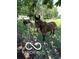 Tranquil pasture view showcasing horses grazing on a lush, green field surrounded by mature trees in a rural setting at 8144 Grassy Meadow Cir, Indianapolis, IN 46259