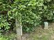 View of verdant hedges and wooden posts marking property lines, creating a sense of privacy at 2825 E 216Th St, Cicero, IN 46034