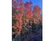 Backyard view featuring vibrant fall colors of the foliage on a treed lot during daytime at 14442 Treasure Creek Ln, Fishers, IN 46038