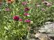 A vibrant garden featuring colorful wildflowers, adds a touch of natural beauty to the landscape at 725 N State Road 75, Lebanon, IN 46052